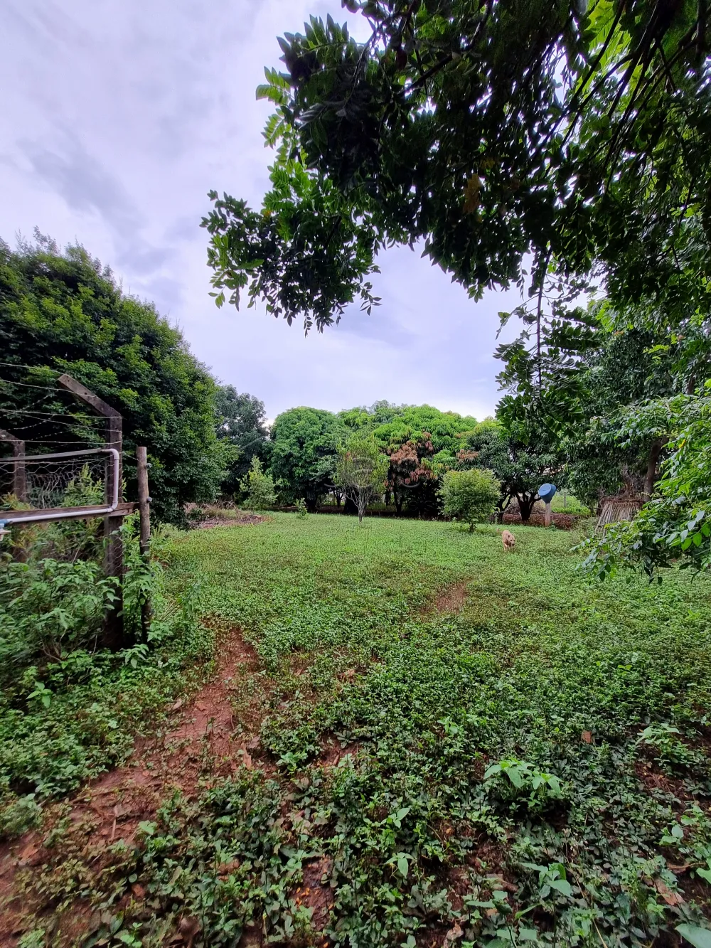 Comprar Rural / Ch&aacute;cara em Patroc&iacute;nio Paulista R$ 500.000,00 - Foto 13