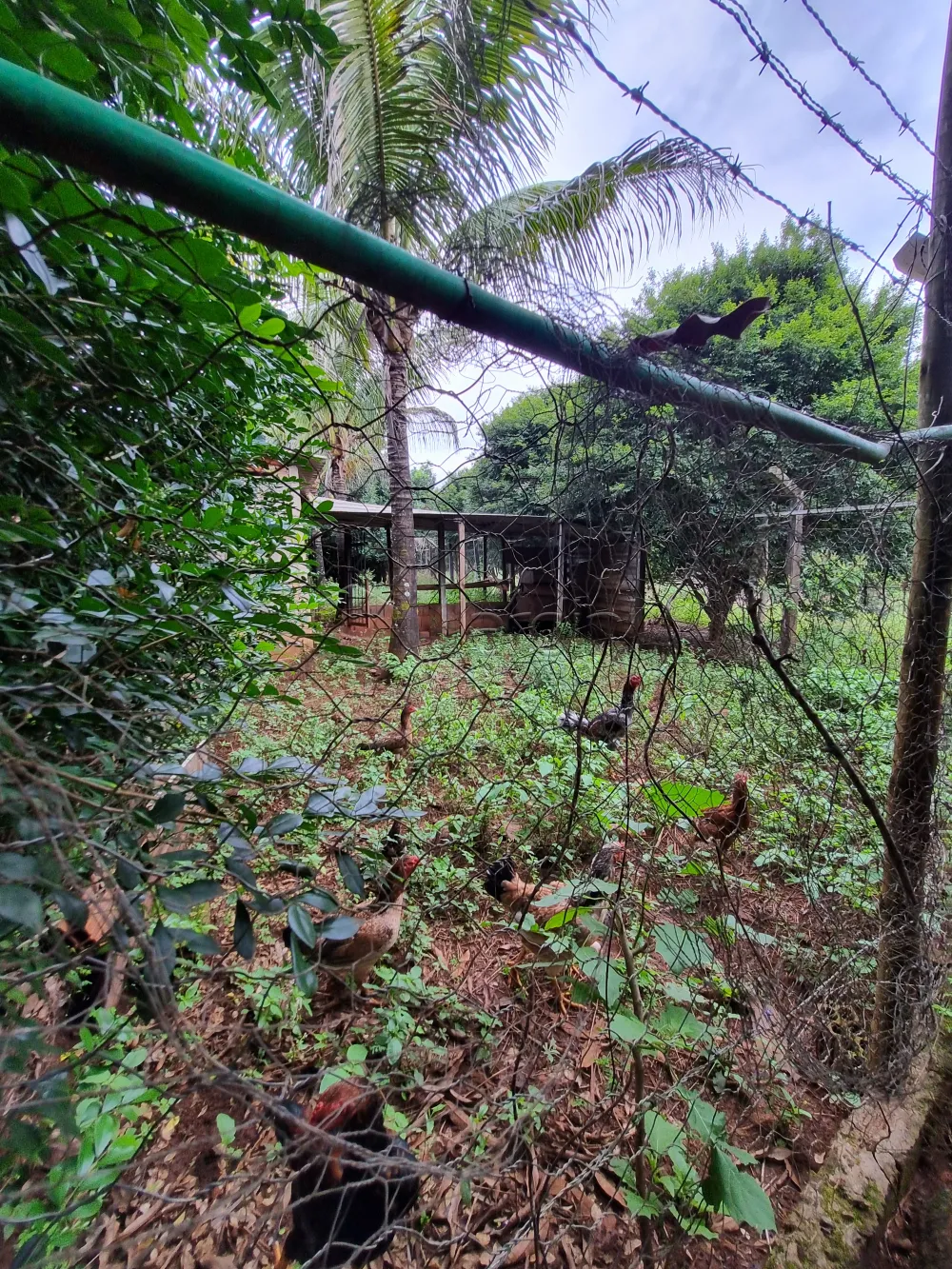 Comprar Rural / Ch&aacute;cara em Patroc&iacute;nio Paulista R$ 500.000,00 - Foto 15
